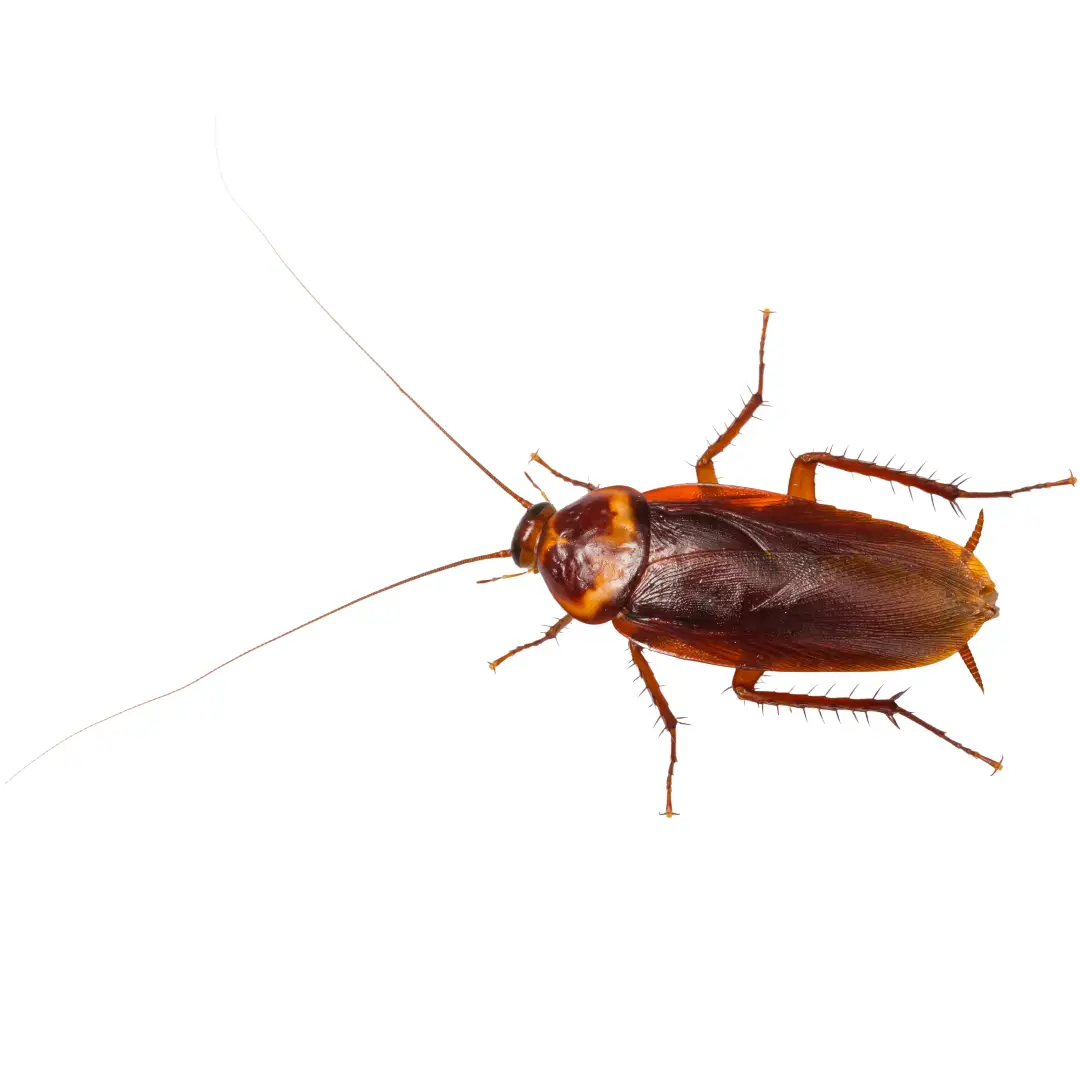 American Cockroach