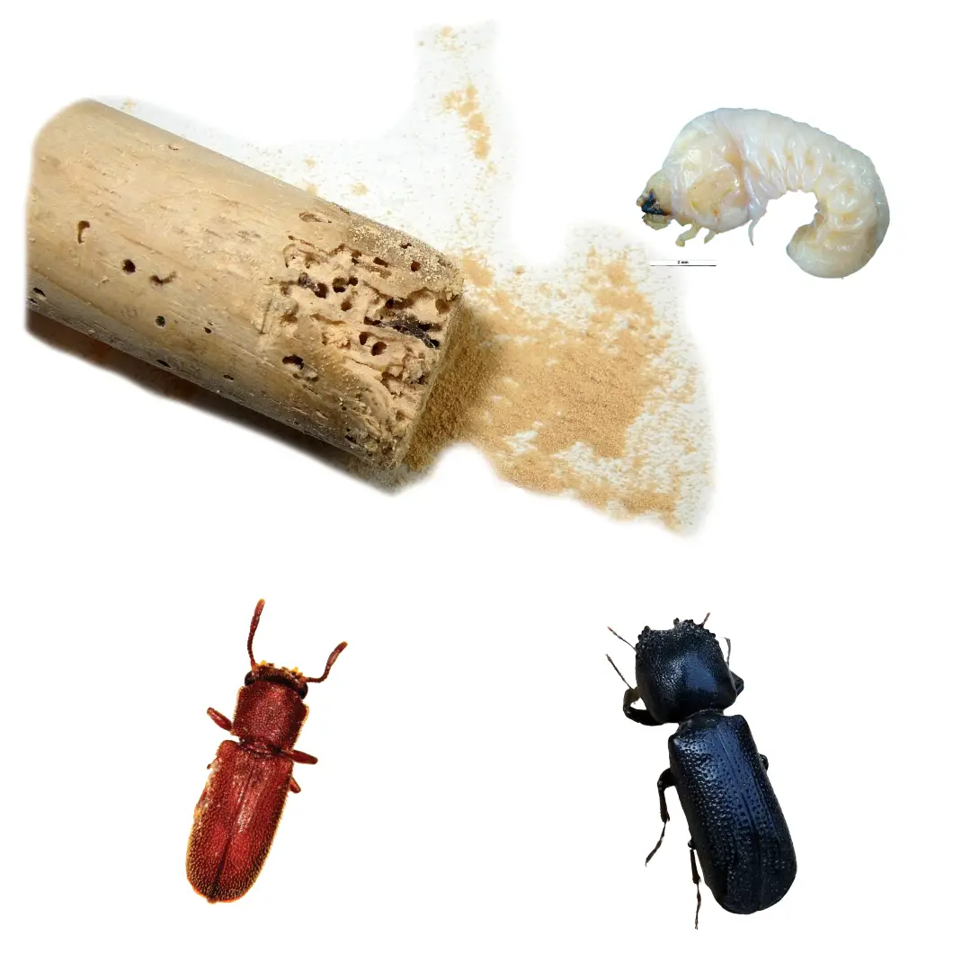 Powder Post Beetle