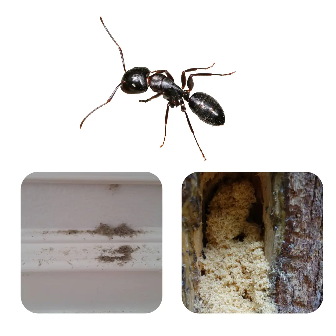 Carpenter Ants