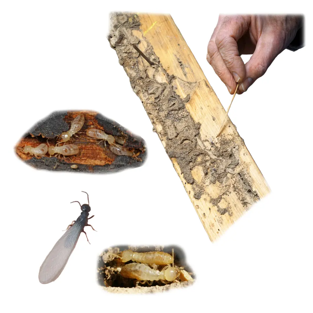 Subterranean Termites