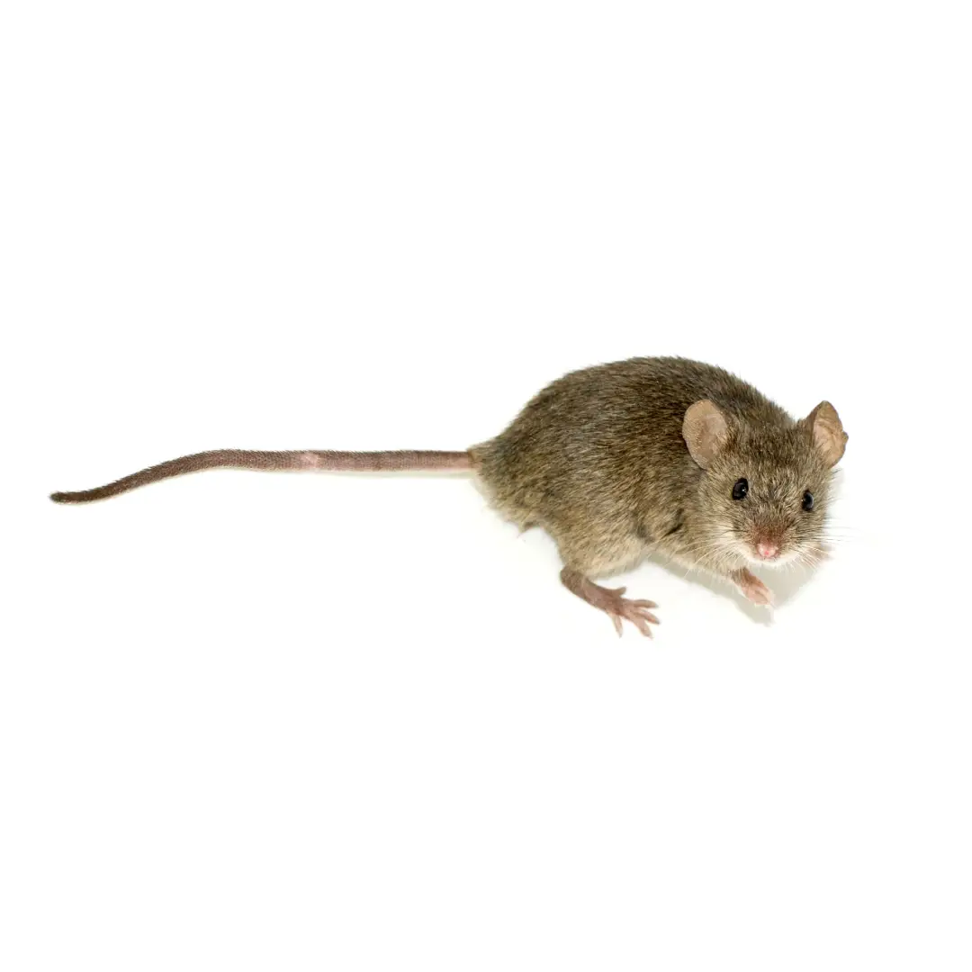 House Mouse