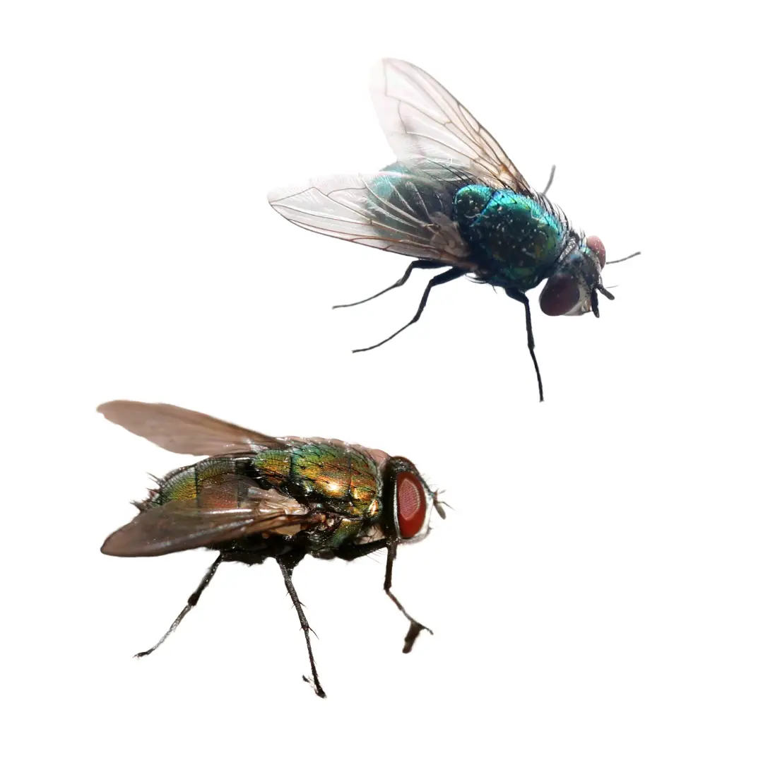 Flies
