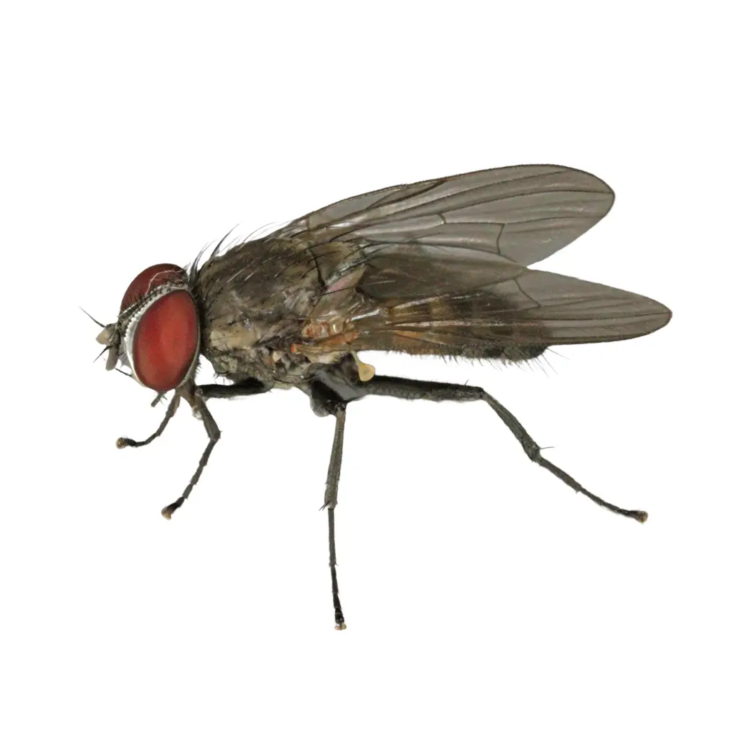 House Fly 