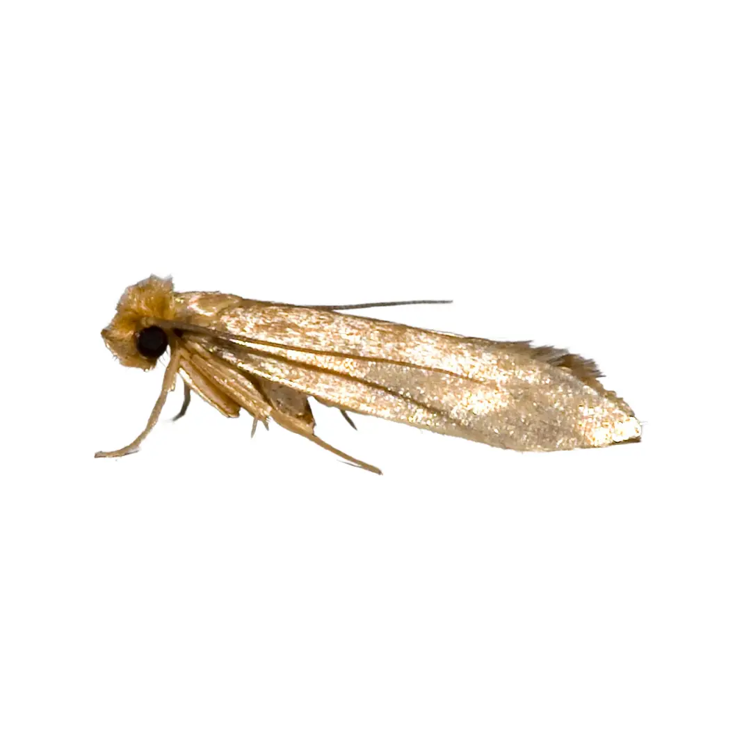 Close-up of a small beige webbing clothes moth with folded wings on a white background.