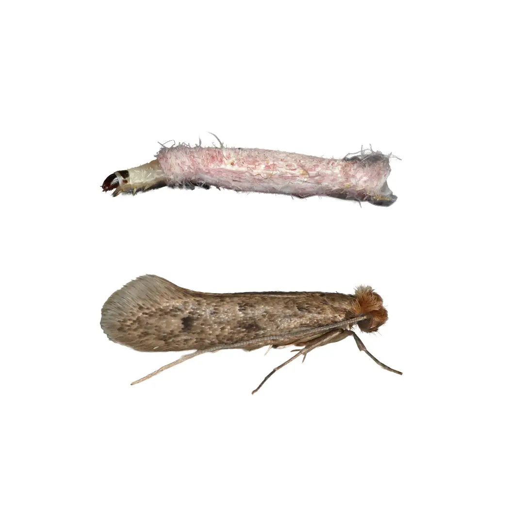 Close-up of a brown case maker moth and its white larval case on a white background.