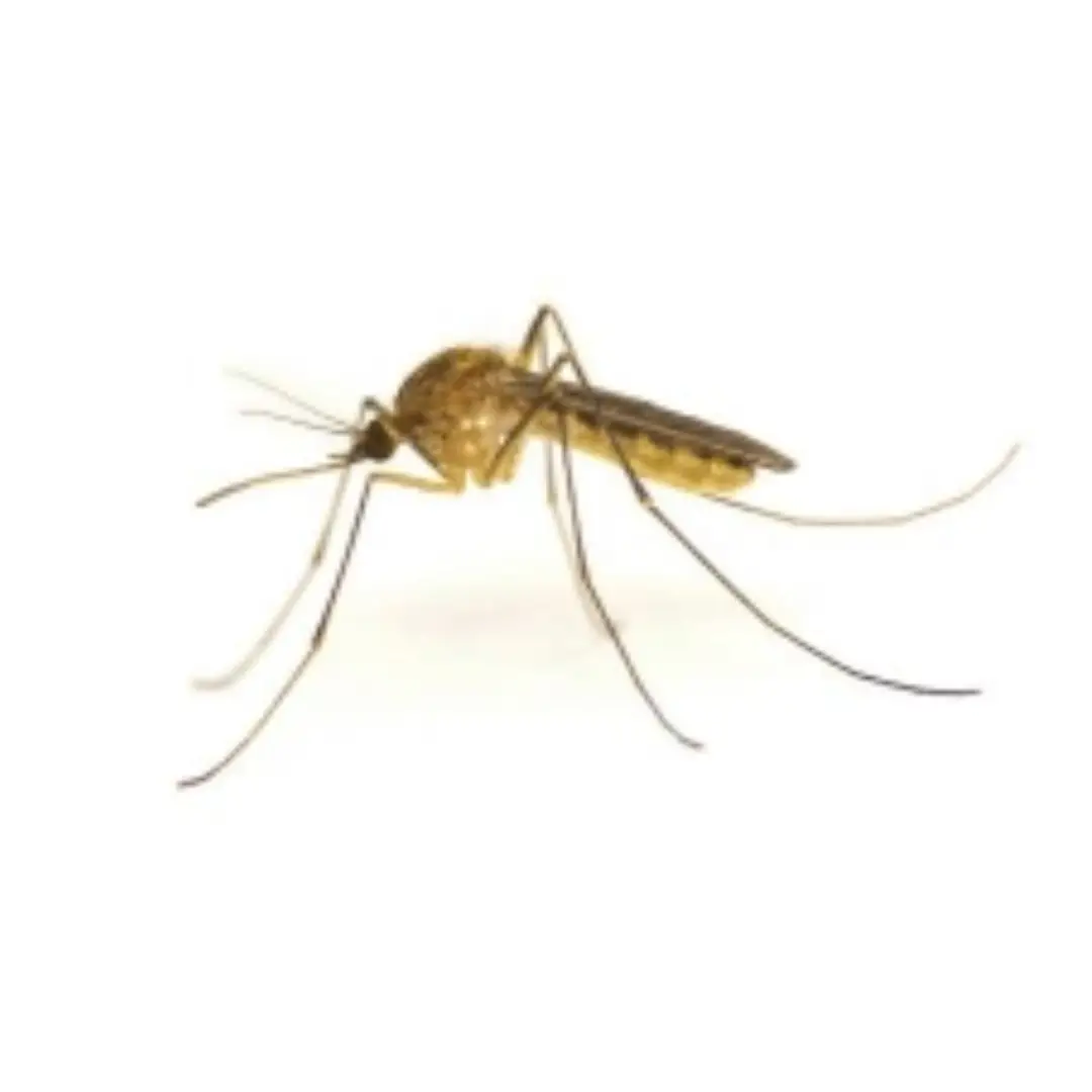 Close-up of a brown mosquito with long legs on a white background.