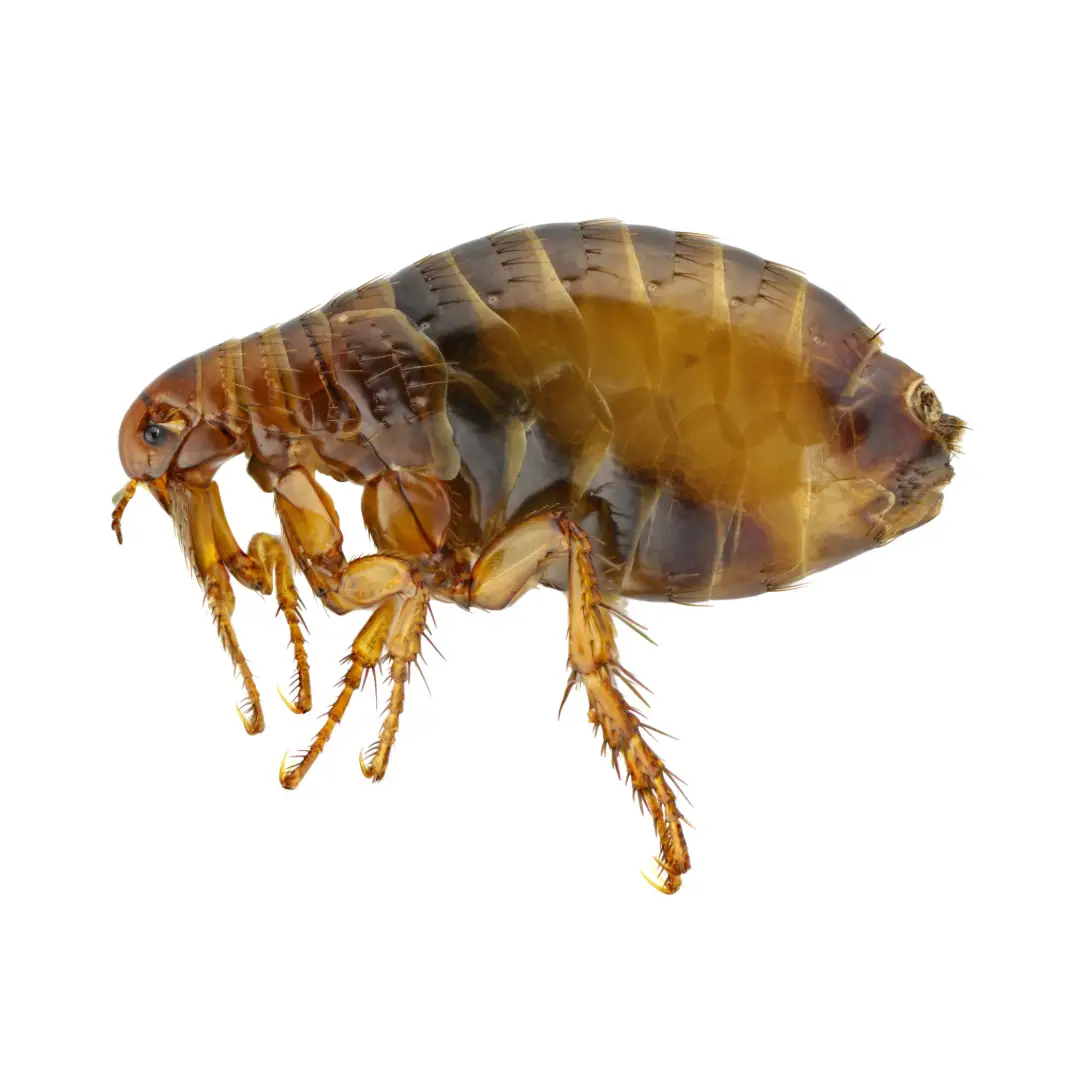 Close-up side view of a brown flea with detailed legs and segmented body on a white background.