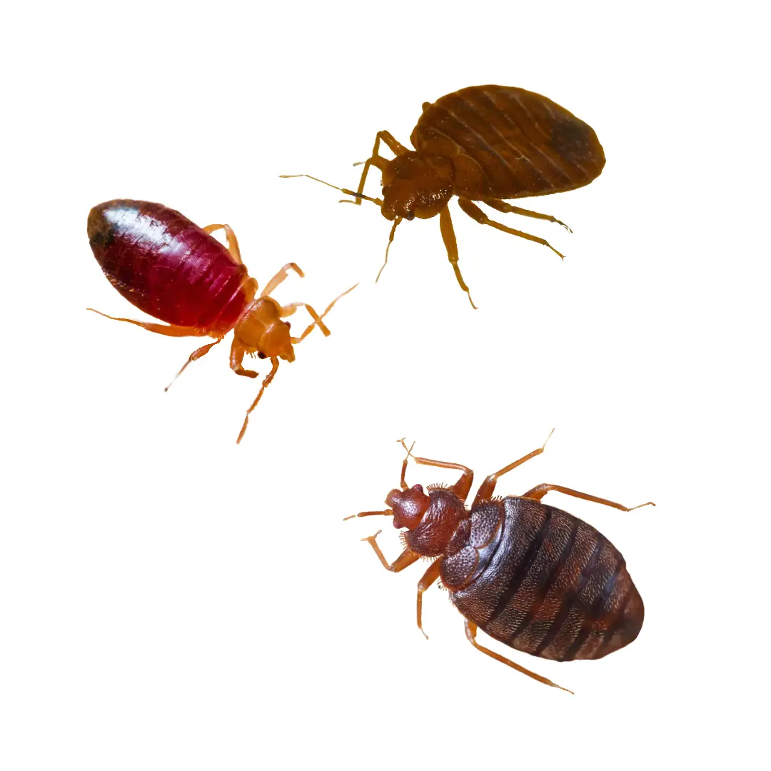 Close-up of three bed bugs on a white background, showing different body colors and angles.