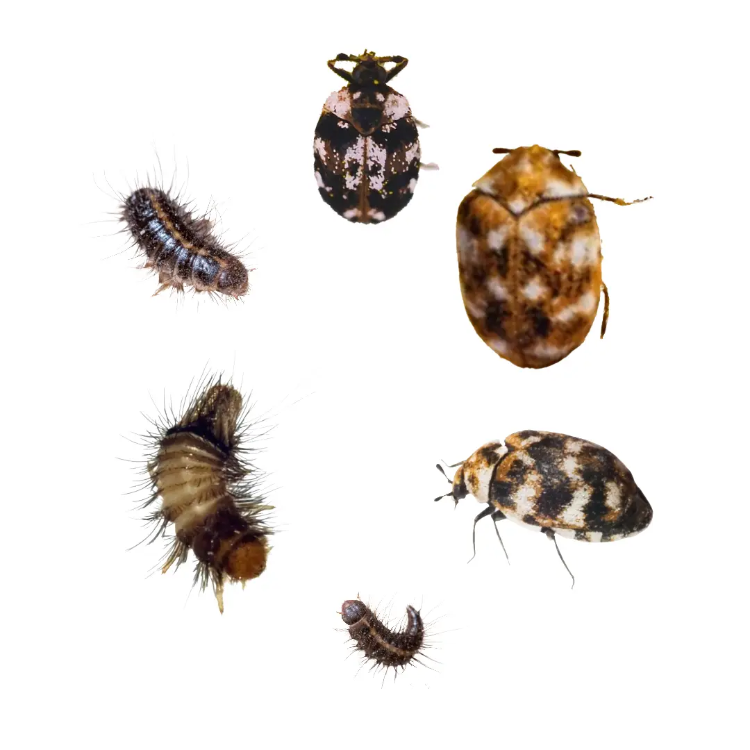 Various stages of carpet beetle including larvae and adult beetles with patterned shells on a white background.