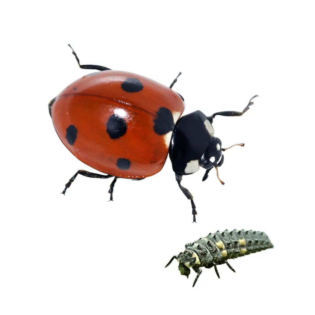 Close-up of a red ladybug with black spots beside a gray and yellow ladybug larva on a white background.
