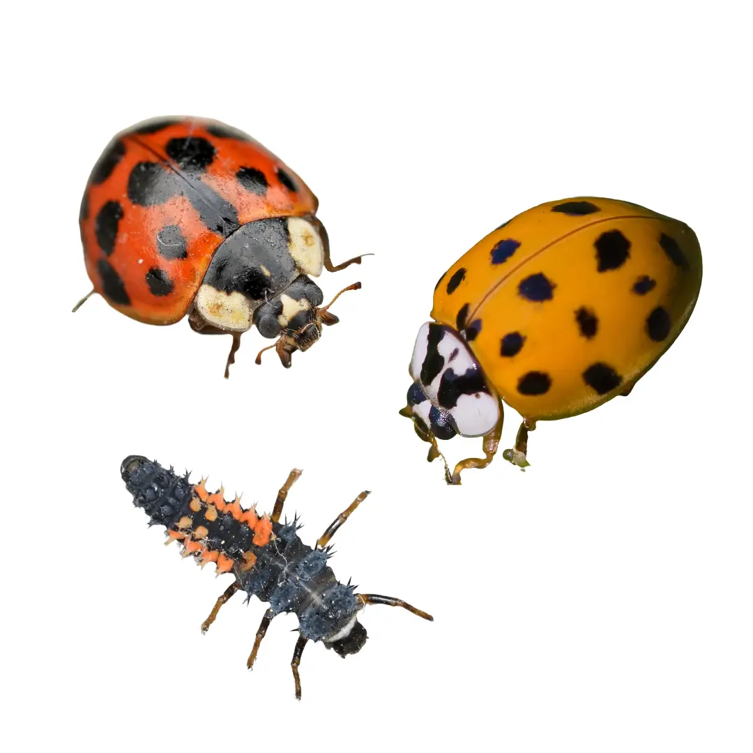 Two adult lady beetles, one red with black spots and one orange with black spots, alongside a black and orange spiky lady beetle larva on a white background.