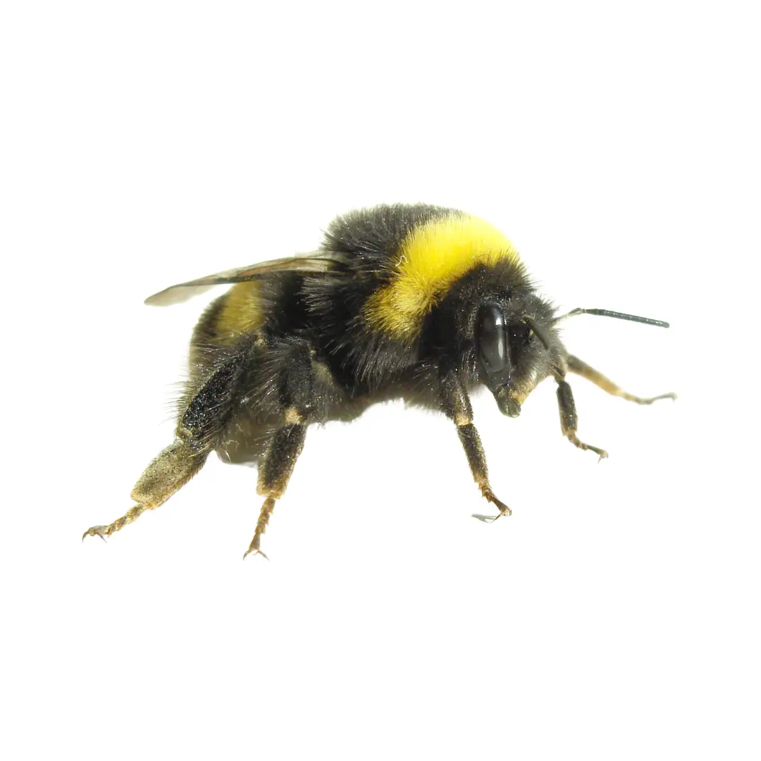 Close-up of a bumblebee with black and yellow fuzzy body on a white background.
