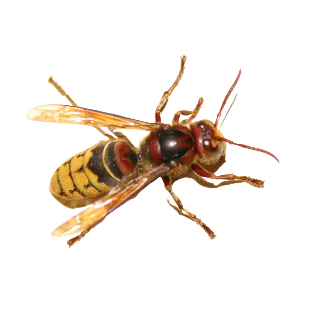 Close-up of a European hornet with yellow and black striped abdomen and translucent wings on a white background.