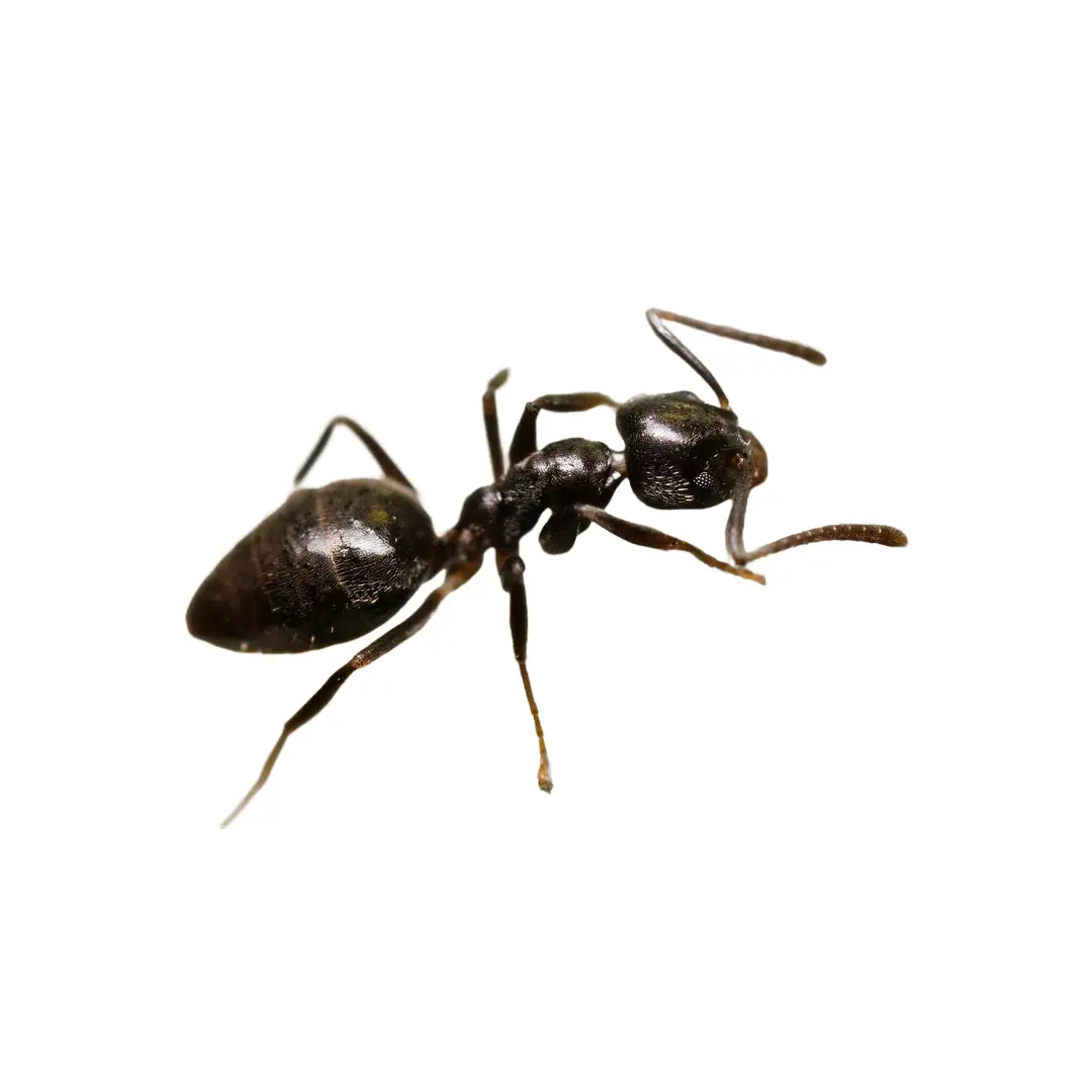 Close-up of a single black ant on a white background.