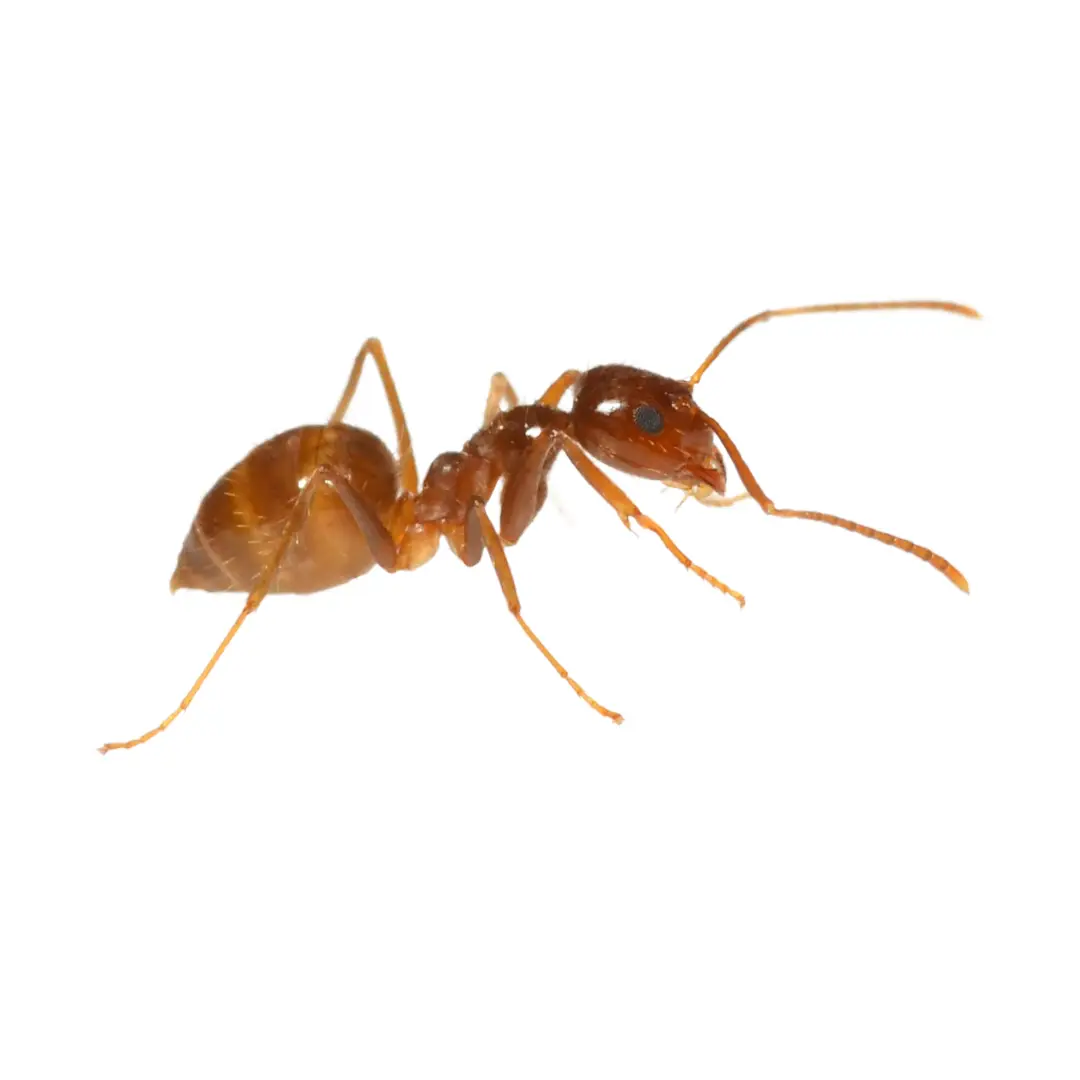 Close-up of a reddish-brown ant on a white background.