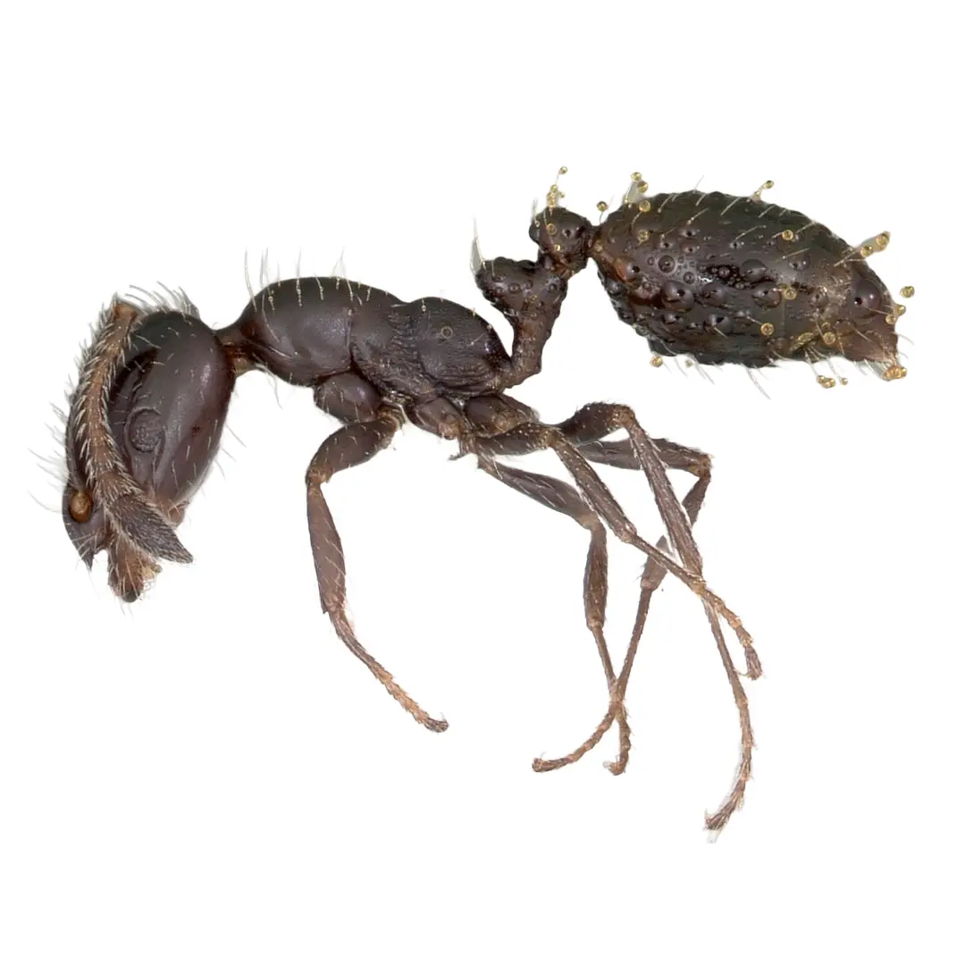Close-up side view of a little black ant with textured body and fine hairs against white background.