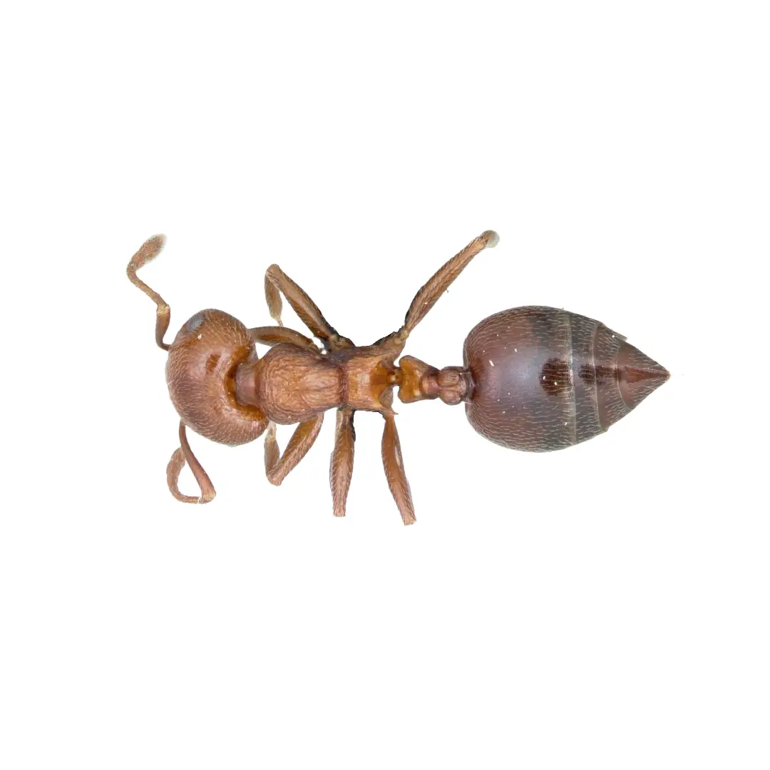 Close-up of an acrobat ant isolated on a white background.