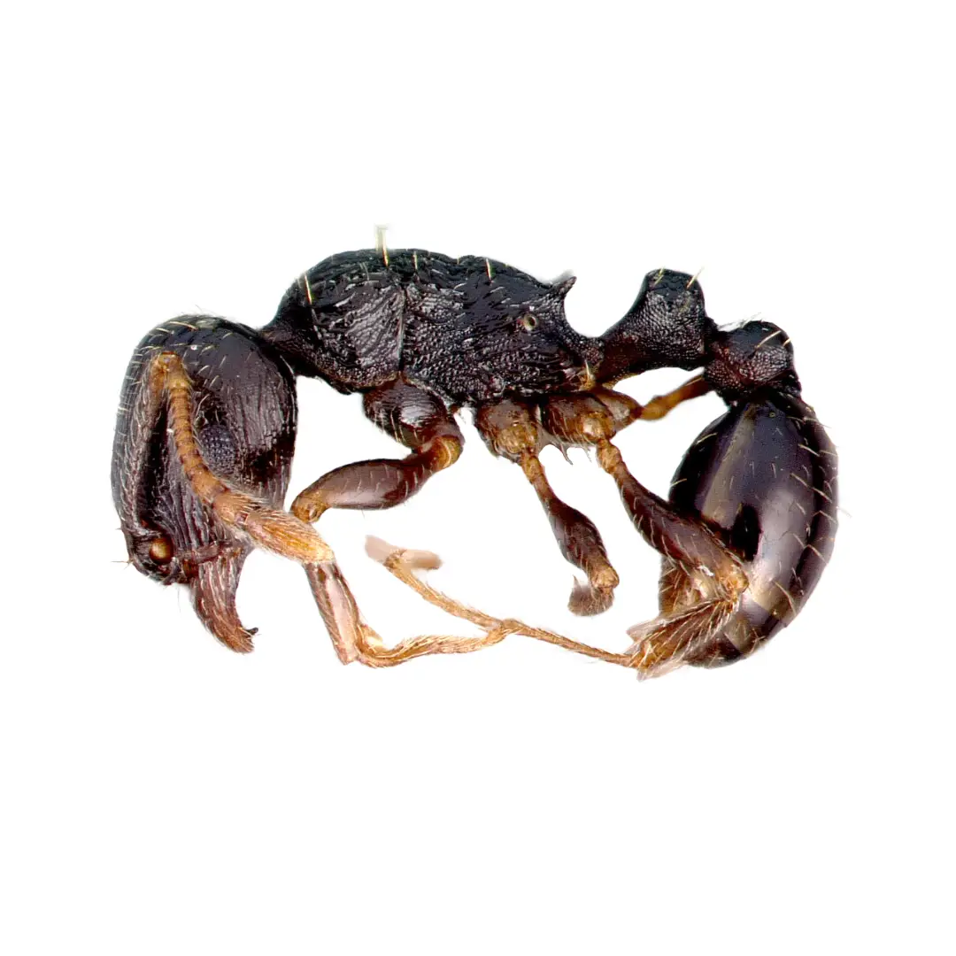 Close-up macro image of a black pavement ant showing detailed texture and segmented body parts on a white background.