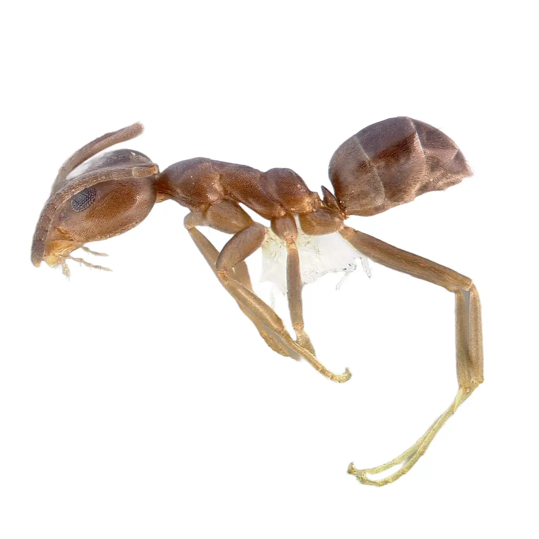 Close-up side view of a brown Argentine ant isolated on white background.