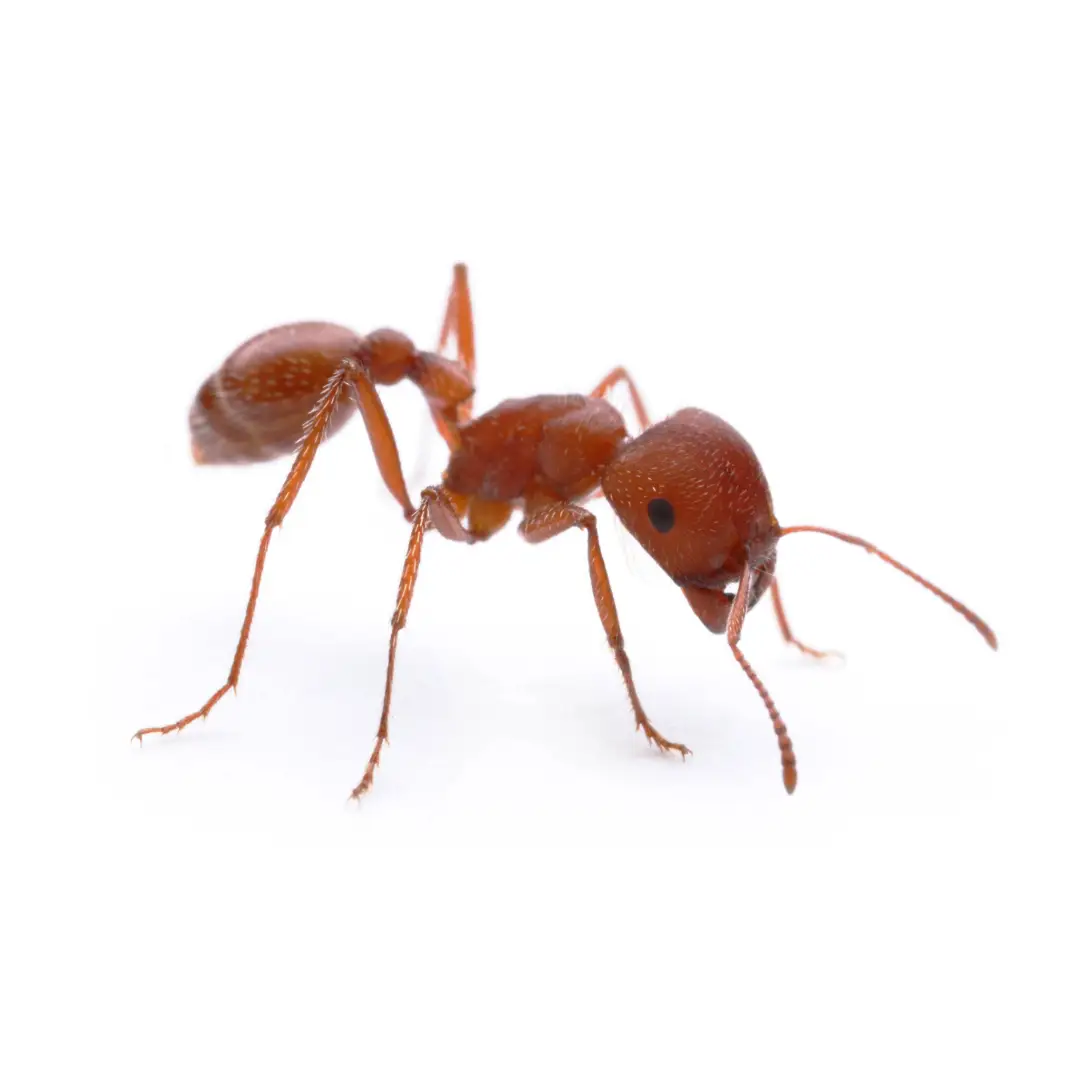 Close-up of a red harvester ant on a white background.