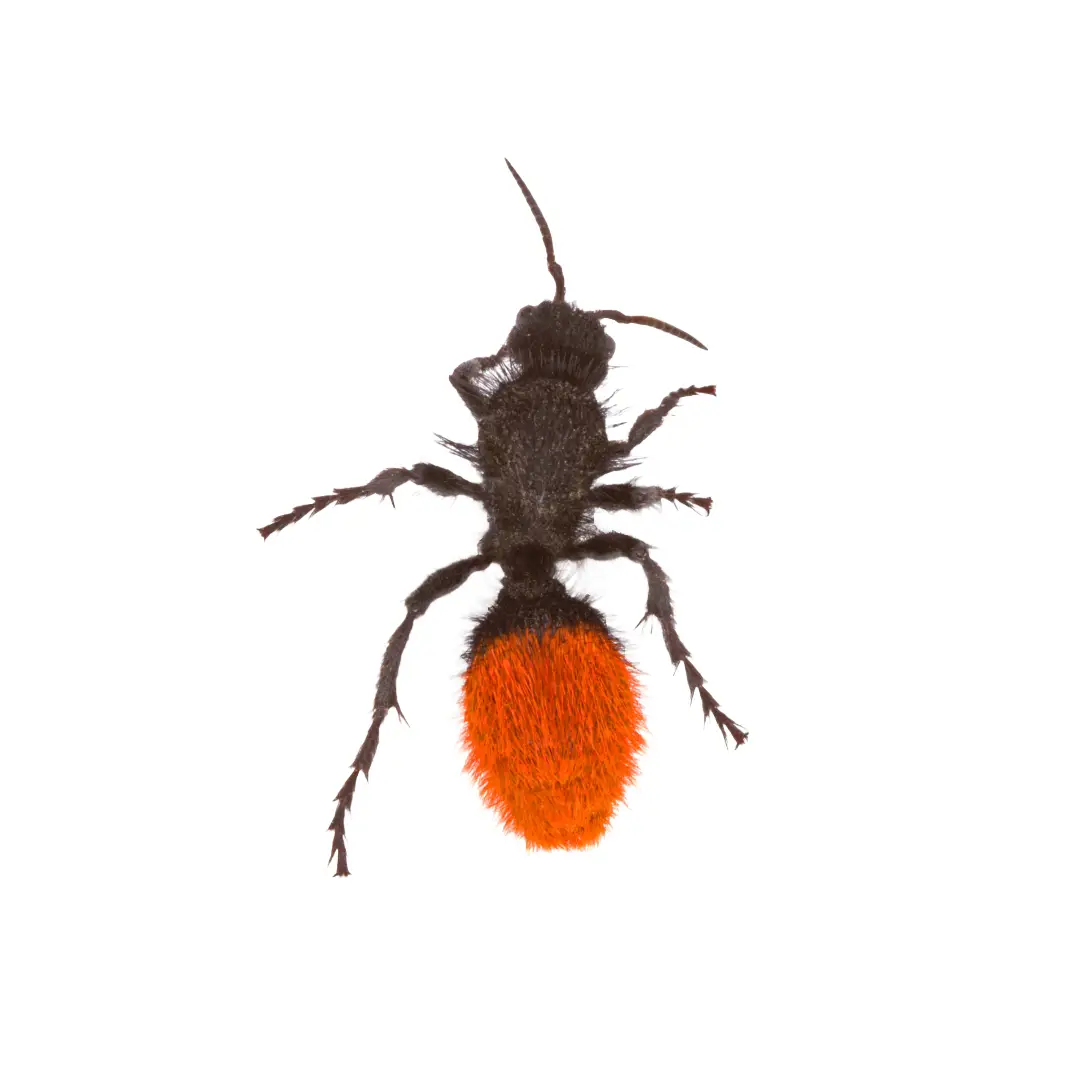 Velvet ant with a black body and bright orange, fuzzy abdomen on a white background.