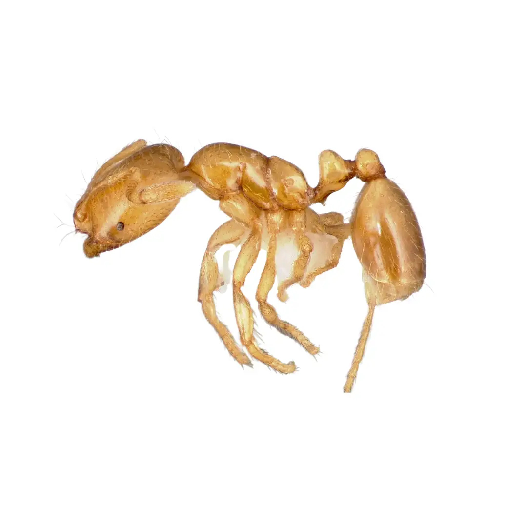 Close-up side view of a light brown thief ant isolated on a white background.