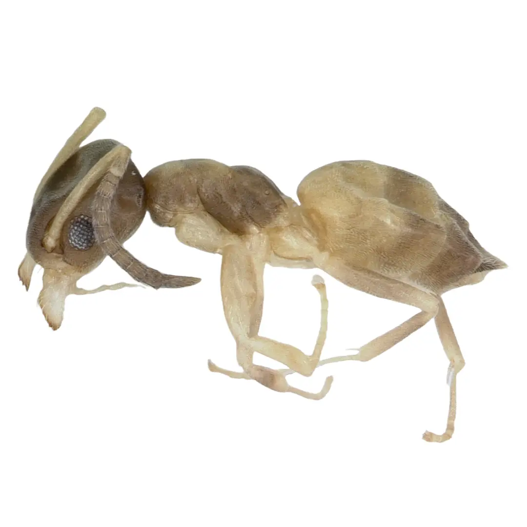 Close-up of a pale ghost ant against a white background.