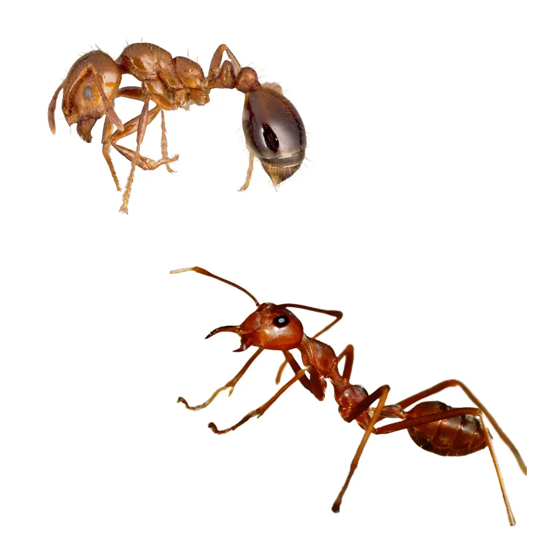 Two close-up views of a reddish-brown fire ant isolated on a white background.