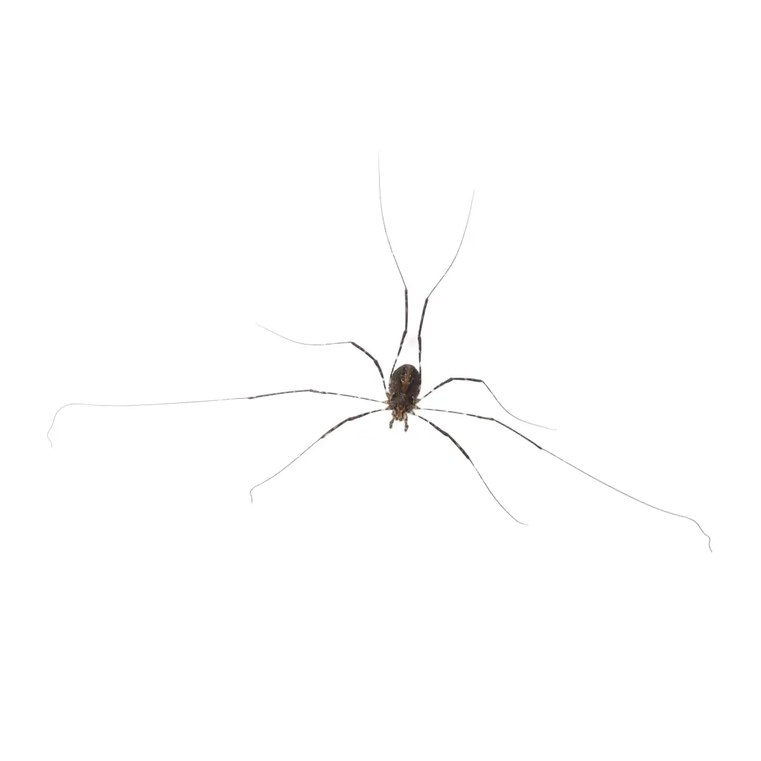 Harvestman spider with a small rounded body and long thin legs on a white background.
