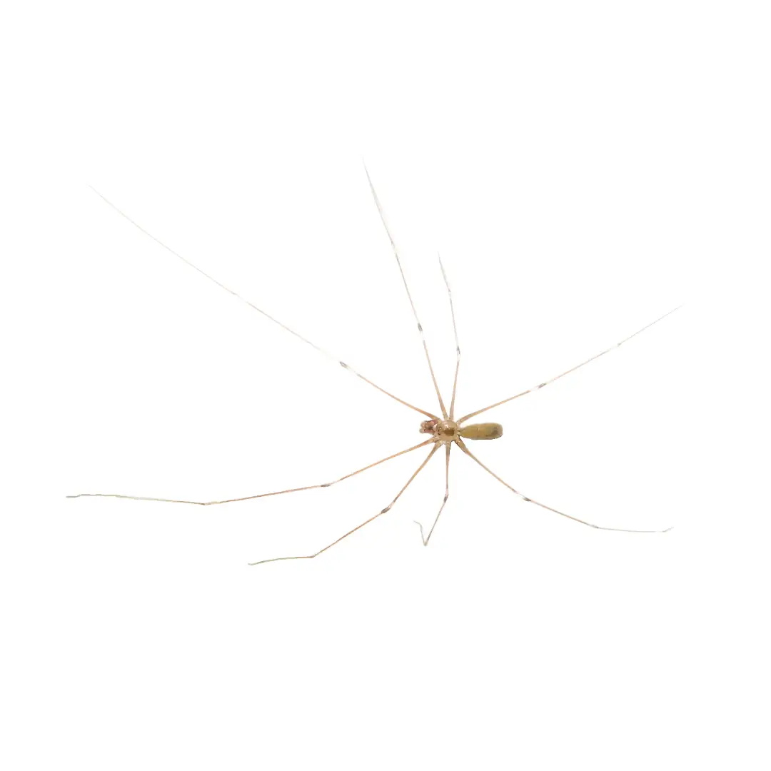 Cellar spider with long thin legs on a white background.