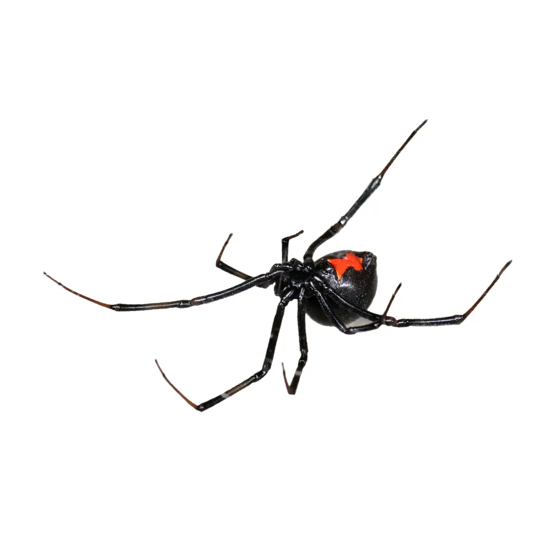 Black widow spider with a shiny black body and a distinctive red hourglass marking on its abdomen.
