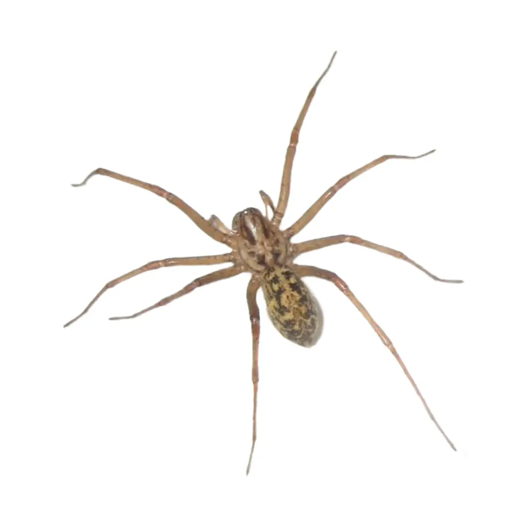 Brown spider with long legs and a patterned abdomen on a white background.