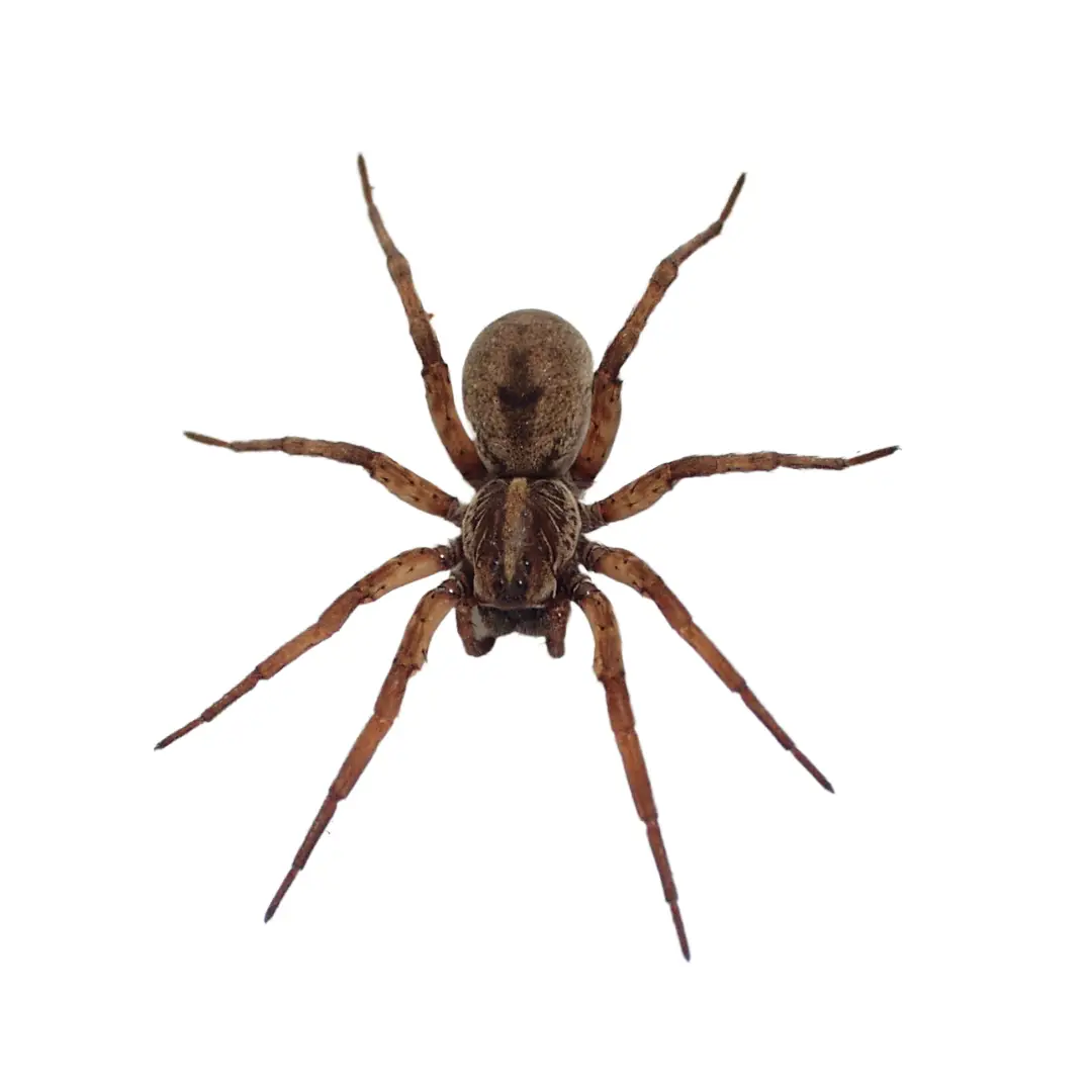 Top view of a brown wolf spider with eight legs spread on a white background.