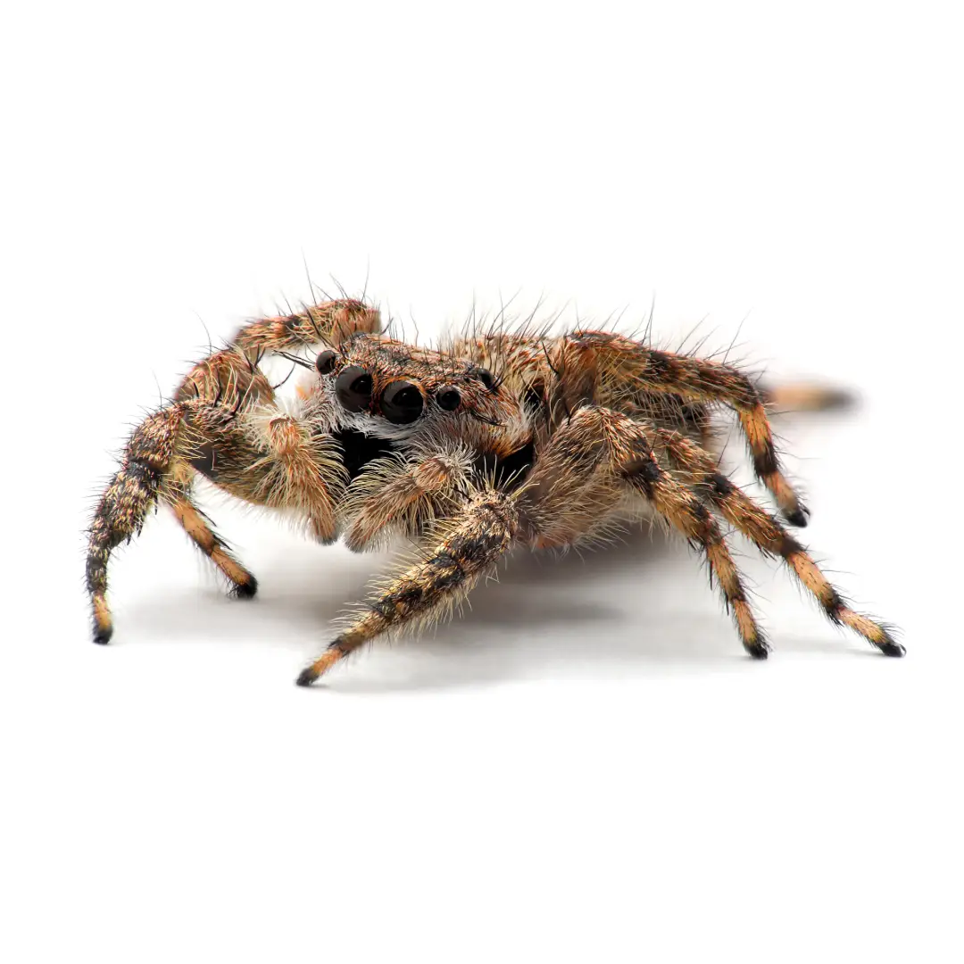 Close-up of a furry jumping spider with prominent black eyes on a white background.