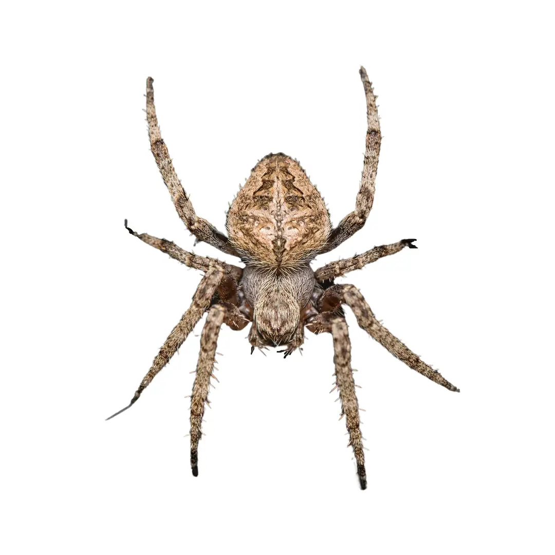 Close-up of a brown orb-weaver spider with detailed legs and body on a white background.