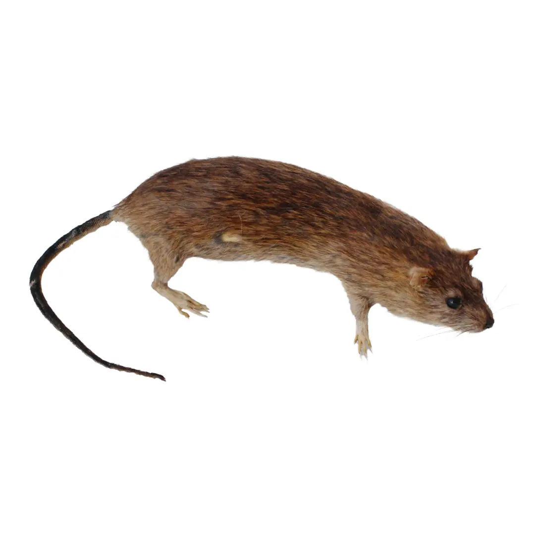 Brown Norway rat with a long dark tail on a white background.