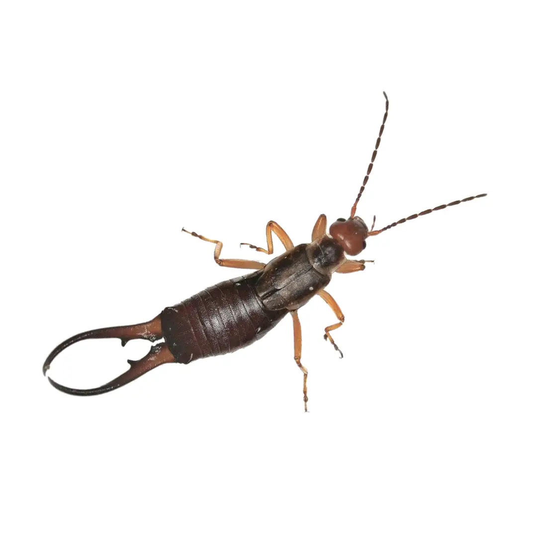 Close-up of an earwig insect with dark brown body and pincers on a white background.