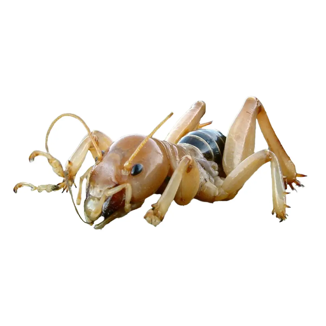 Close-up of a Jerusalem cricket insect with beige legs and a striped abdomen on a white background.