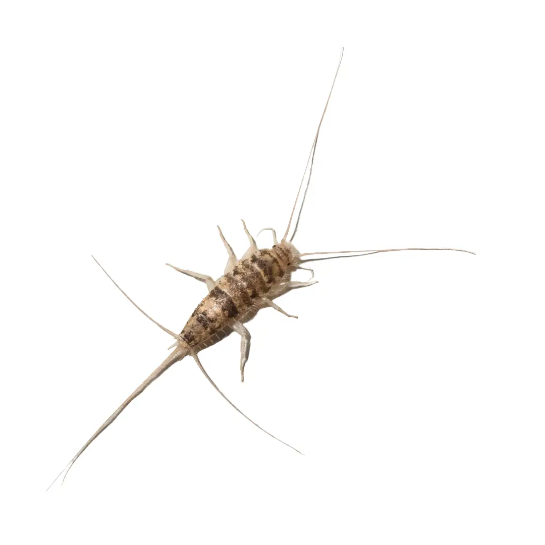 Close-up of a silverfish insect with elongated body and long antennae on a white background.