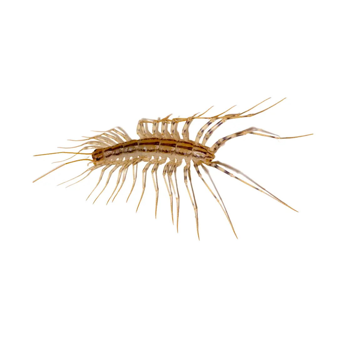 Close-up of a house centipede with many long legs and antennae on a white background.