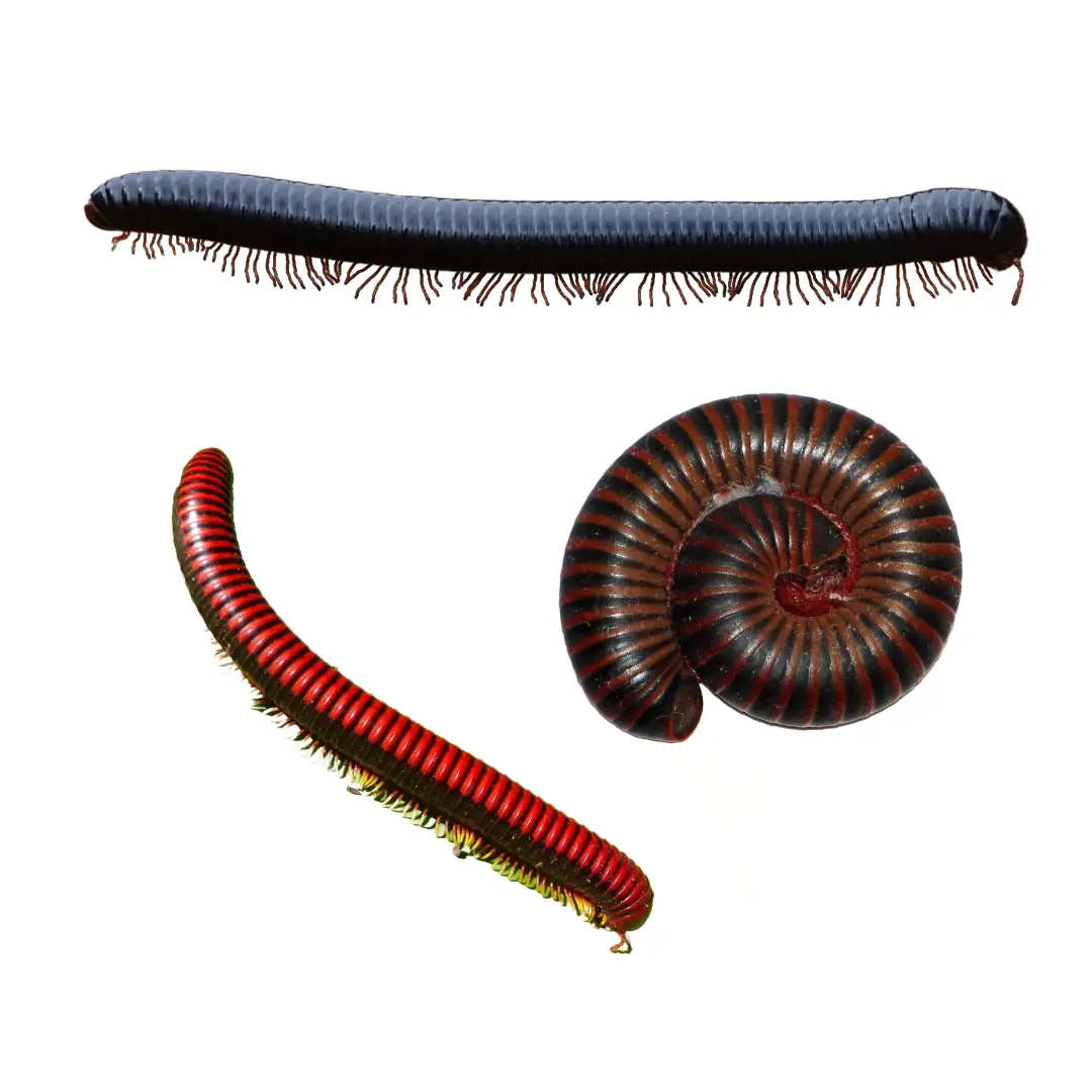 Three millipedes in different positions: one black millipede stretched out, one red and black millipede curved, and one red and black millipede coiled in a spiral.