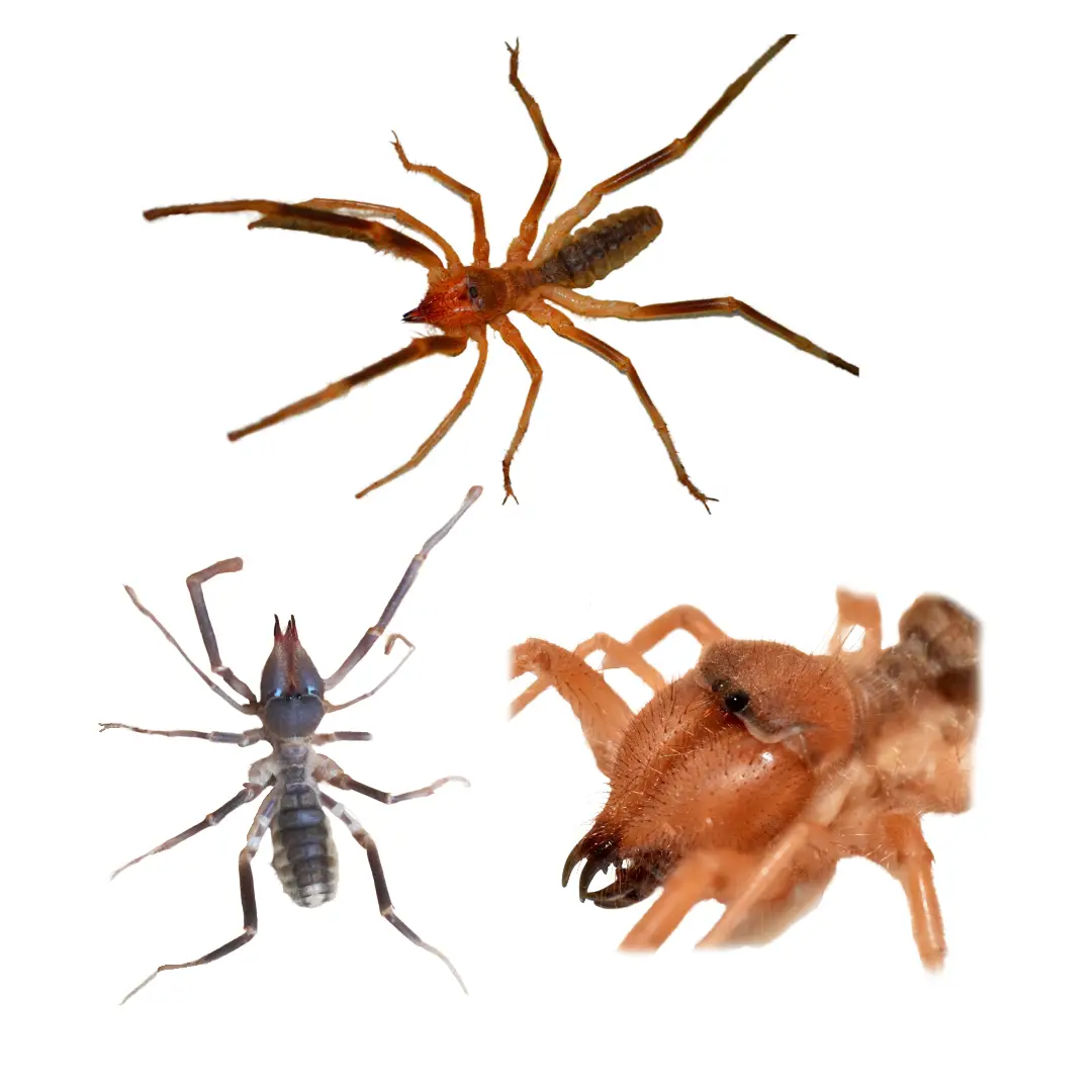 Three close-up views of a wind scorpion, showing its body, legs, and pincers in detail.