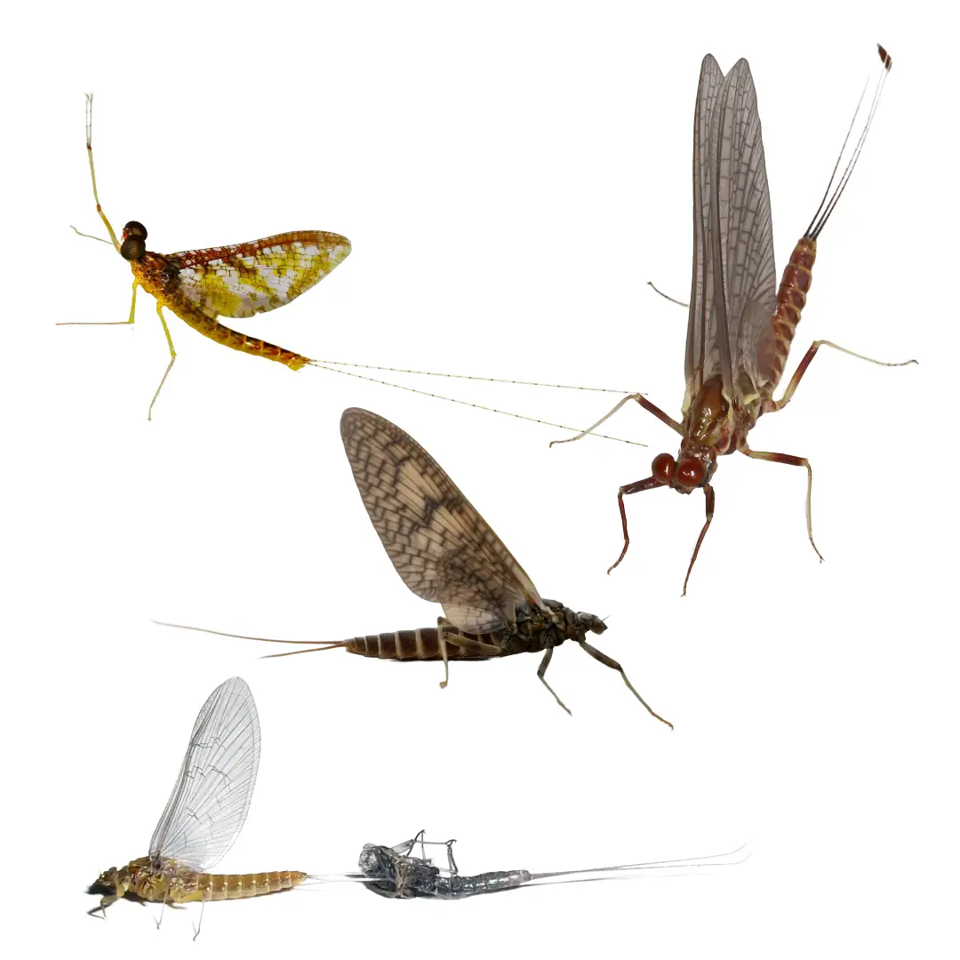 Four different mayflies showing various wing patterns and body colors, isolated on white background.