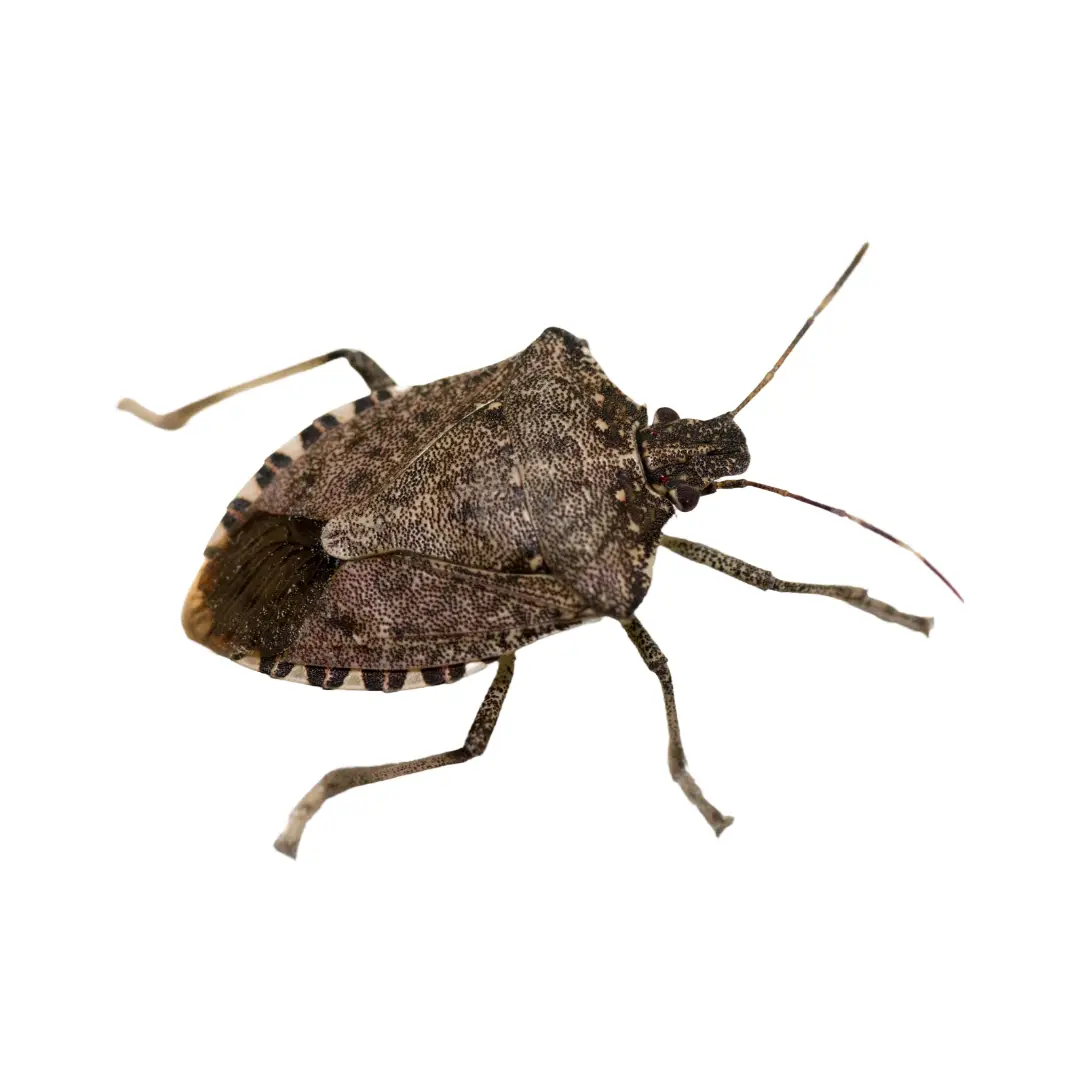 Close-up of a brown stink bug with patterned body and long antennae on a white background.