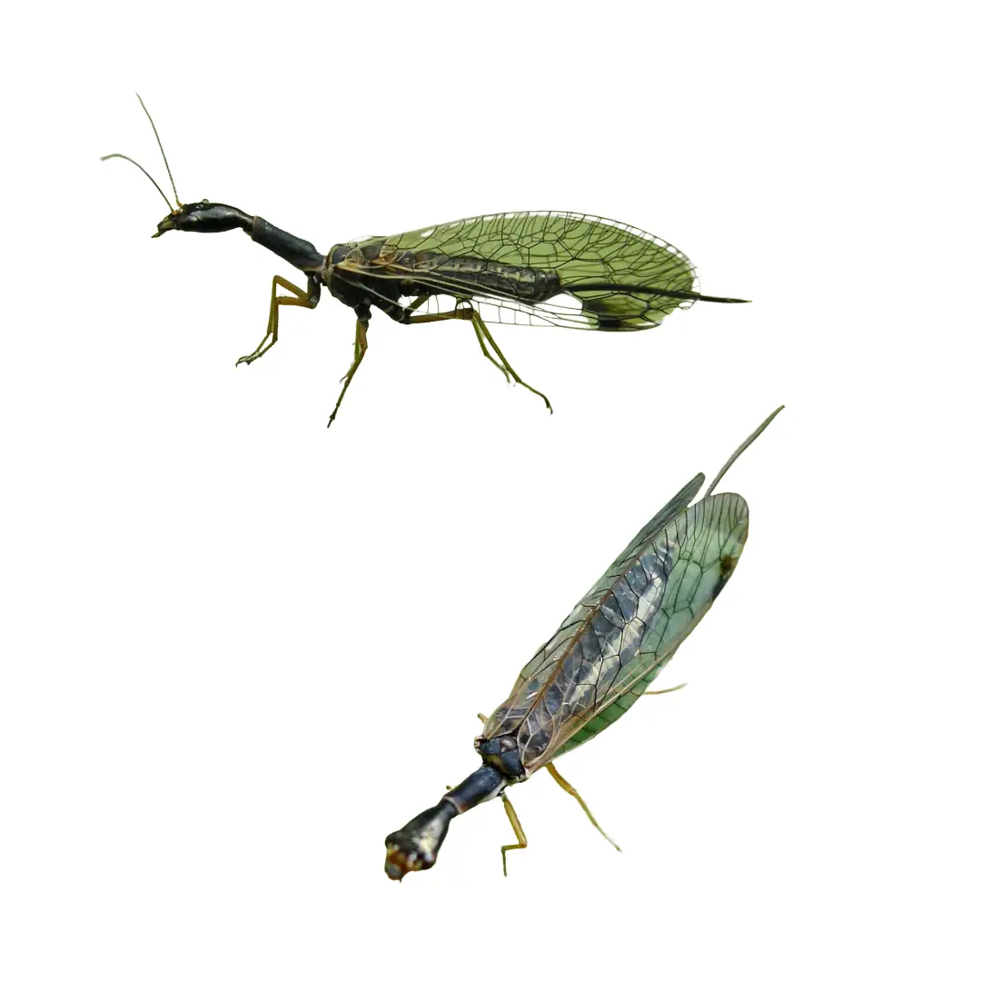 Two views of a snakefly insect with elongated neck, transparent veined wings, and slender legs on white background.