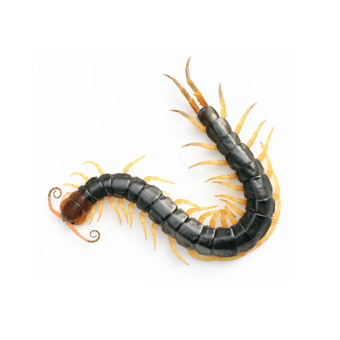 Black and yellow centipede with segmented body and curled antennae on a white background.