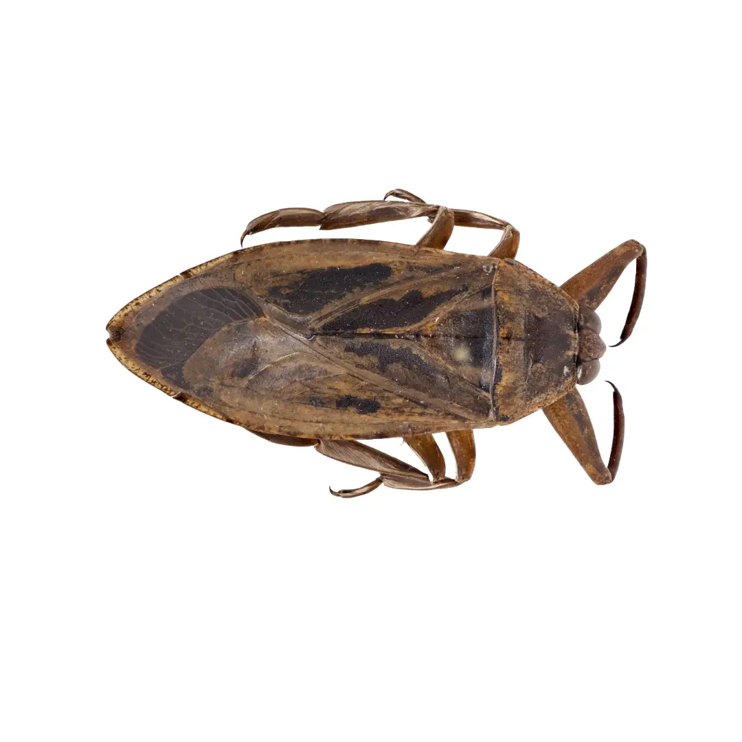 Top view of a giant water bug with brown and black patterned wings and legs, isolated on white background.