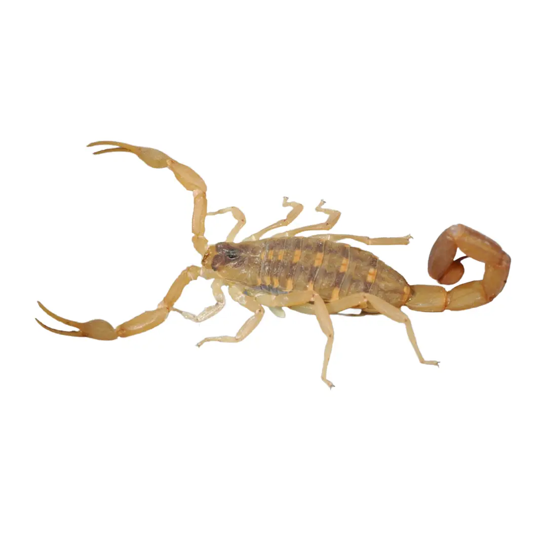 Close-up of a brown scorpion isolated on a white background.