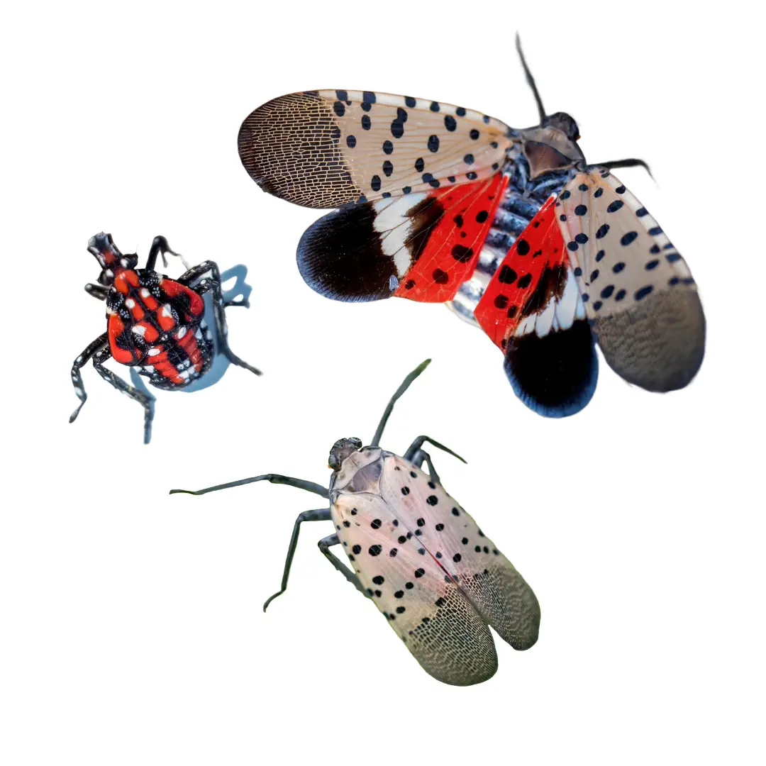 Three spotted lanternflies showing different angles and wing positions with red and black spotted patterns.