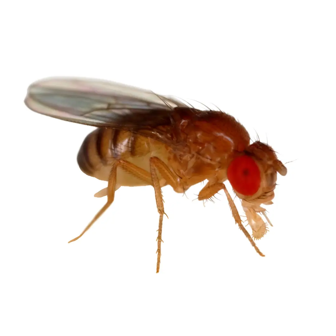 Close-up of a fruit fly with translucent wings and bright red eyes on a white background.